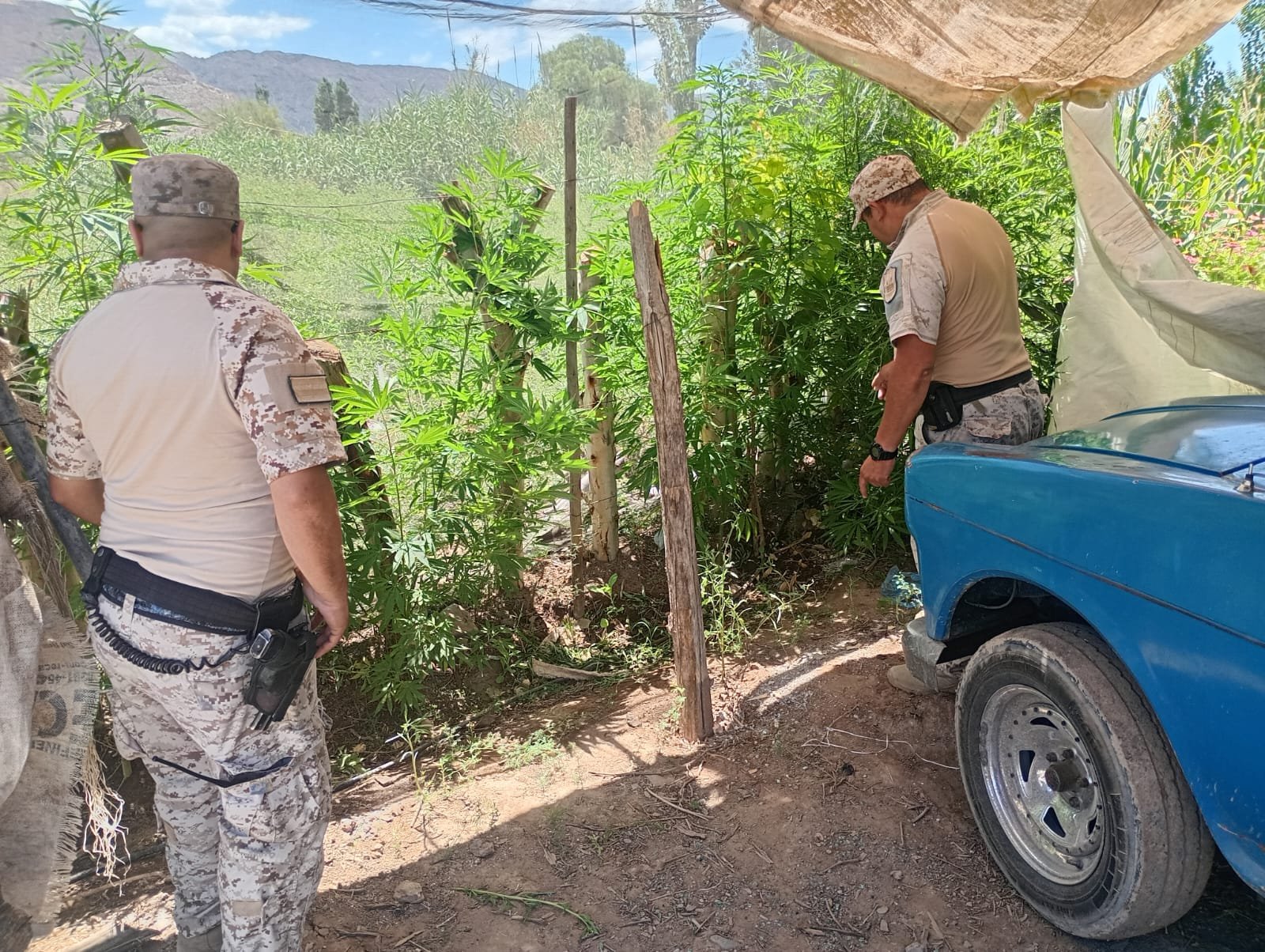 Secuestraron más de 20 plantas de cannabis en Los Berros