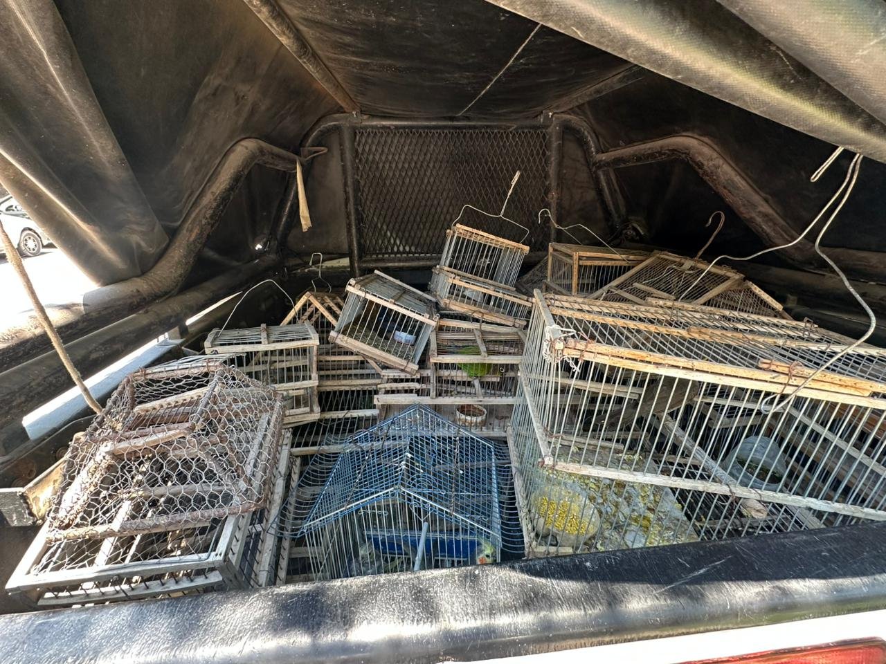 Entregan voluntariamente aves silvestres en Albardón