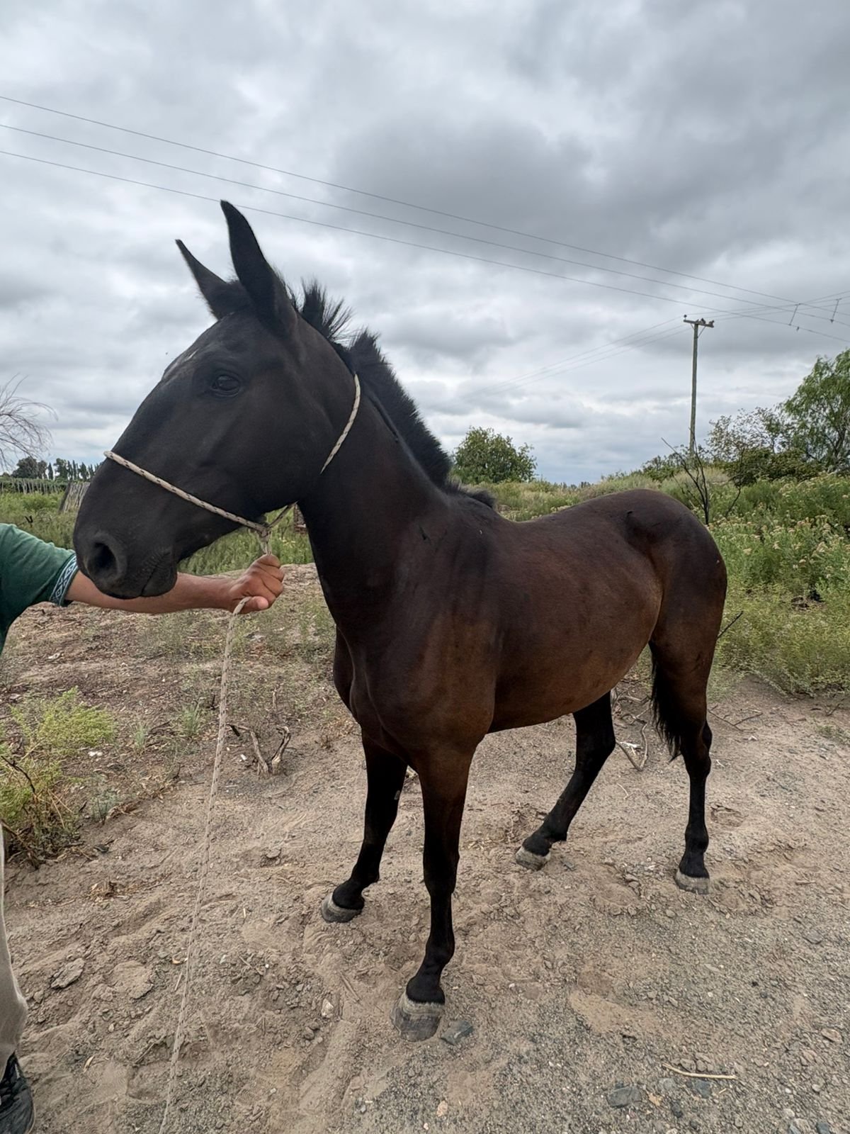 Operativo rural: recuperación de animales y vehículos