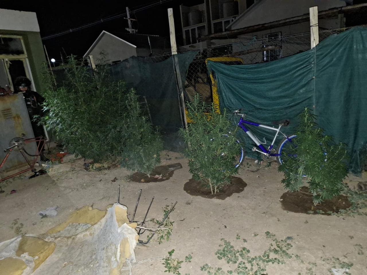 Secuestran plantas de marihuana en Barrio Las Pampas