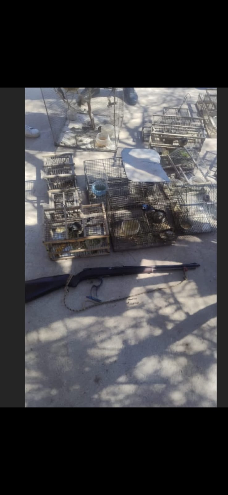 Secuestran más de 20 aves silvestres y un arma de fuego en un allanamiento