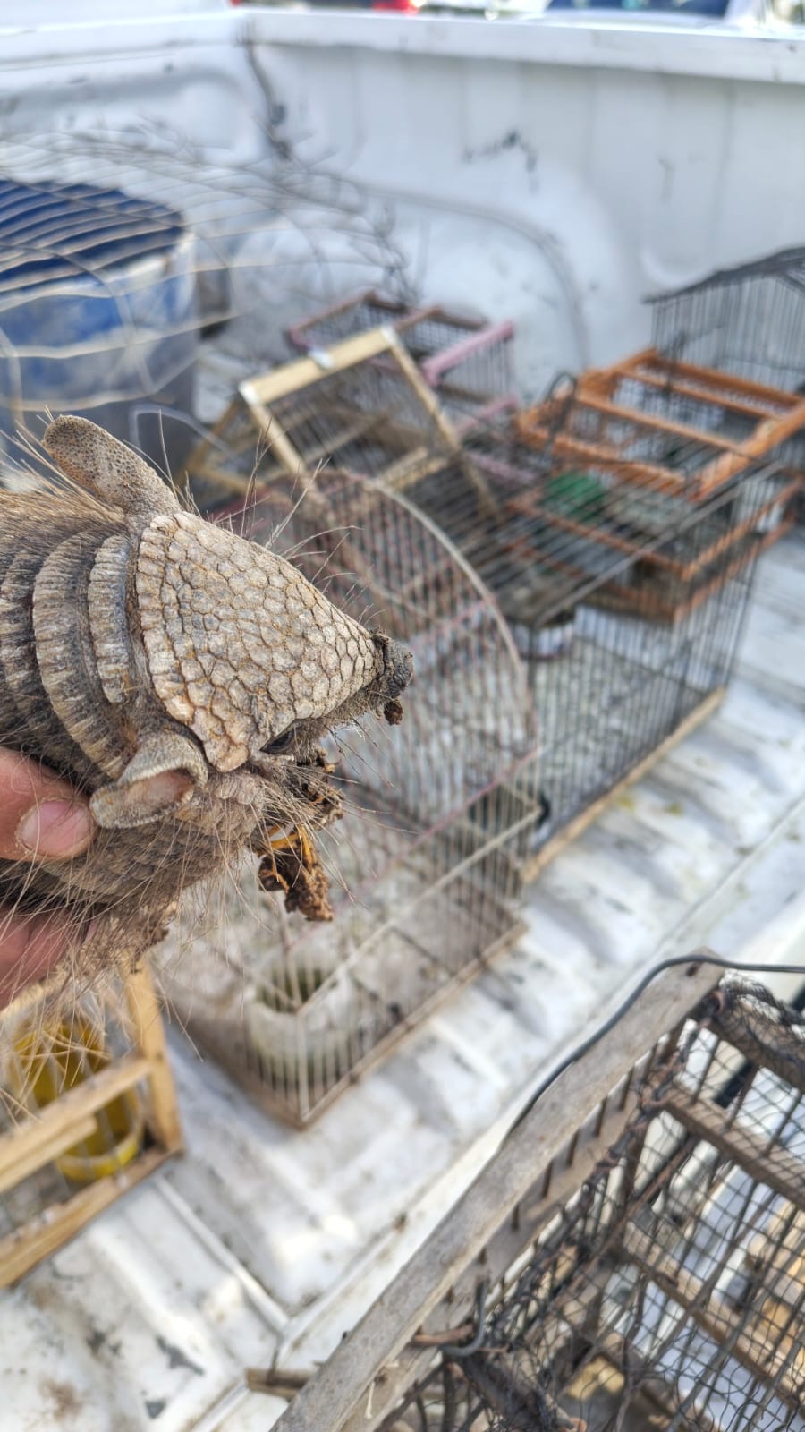 Allanaron una vivienda por venta ilegal de fauna silvestre por WhatsApp y secuestraron aves y un quirquincho