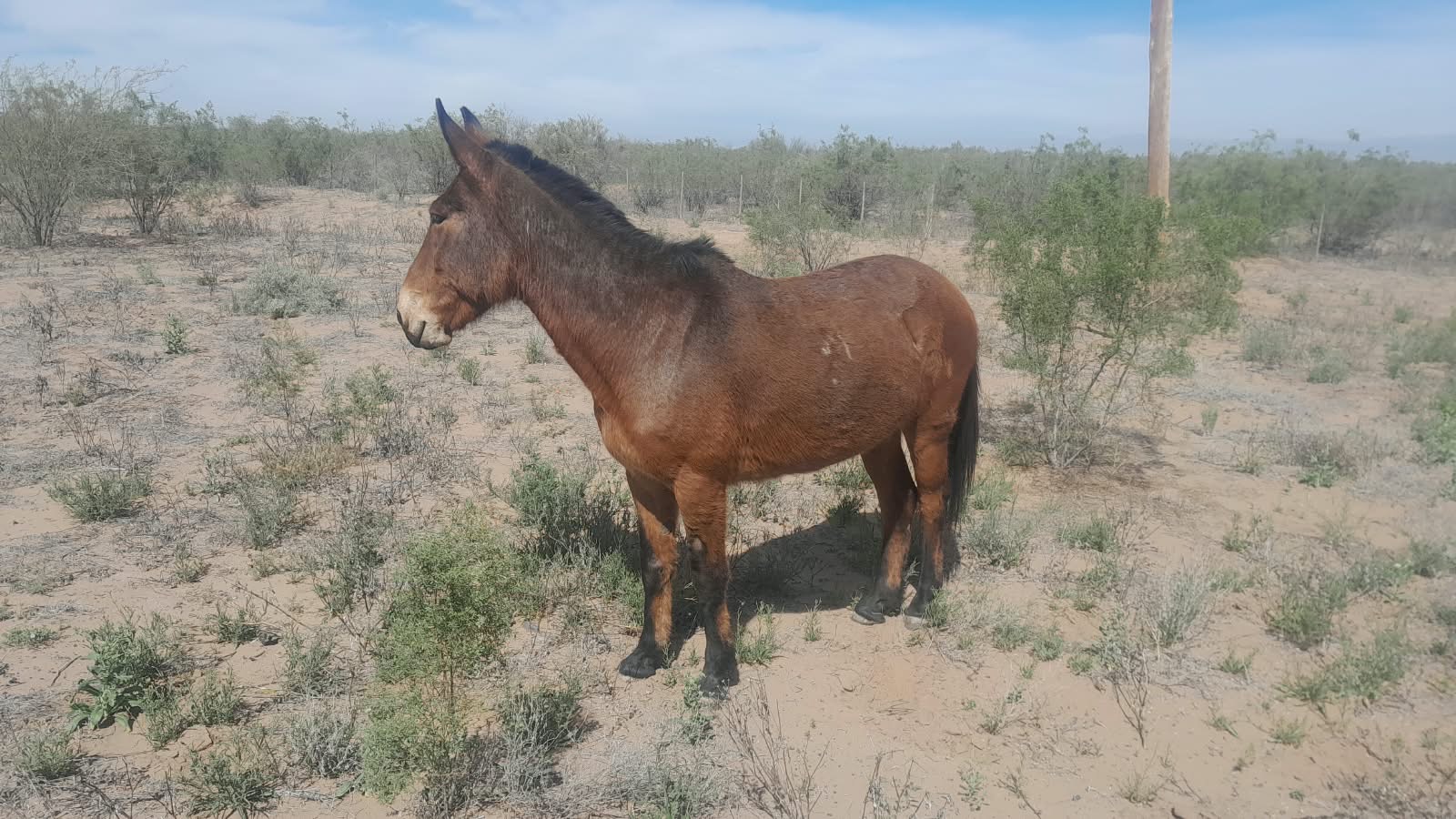 Caucete: secuestran animales sueltos en Ruta 141